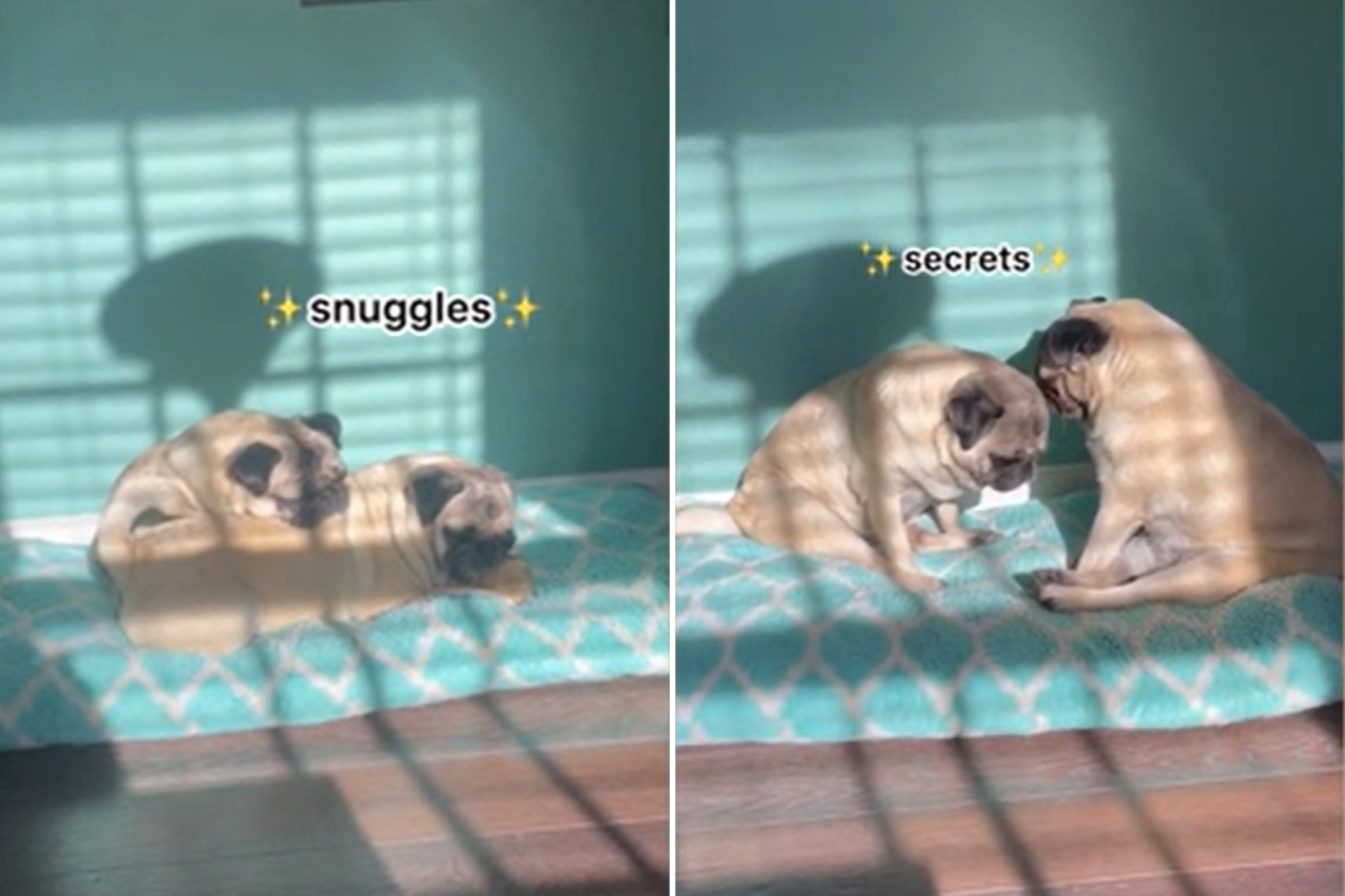 Pug Sisters Sharing Secrets and Snuggles Will Tug on Your Heartstrings image