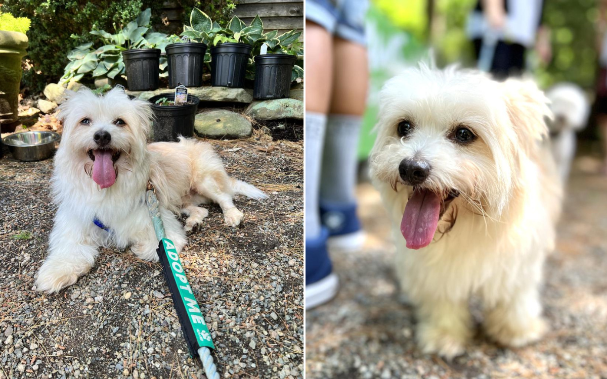 Rescue Dog Who Survived Being Hit by Car Wins Pet of the Week - Newsweek