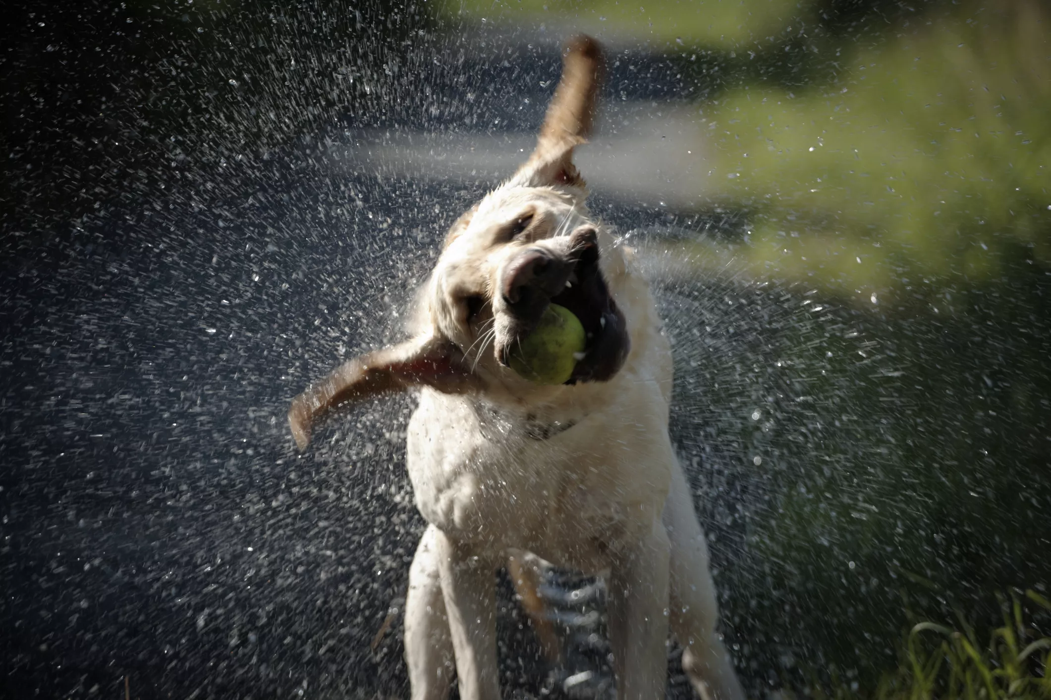 Labrador Gets Caught in a Rainstorm and He's Not Impressed in Viral Clip - Vimarsana News