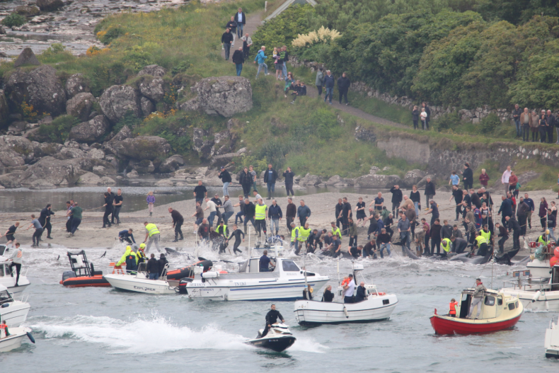 Whale hunt July 9