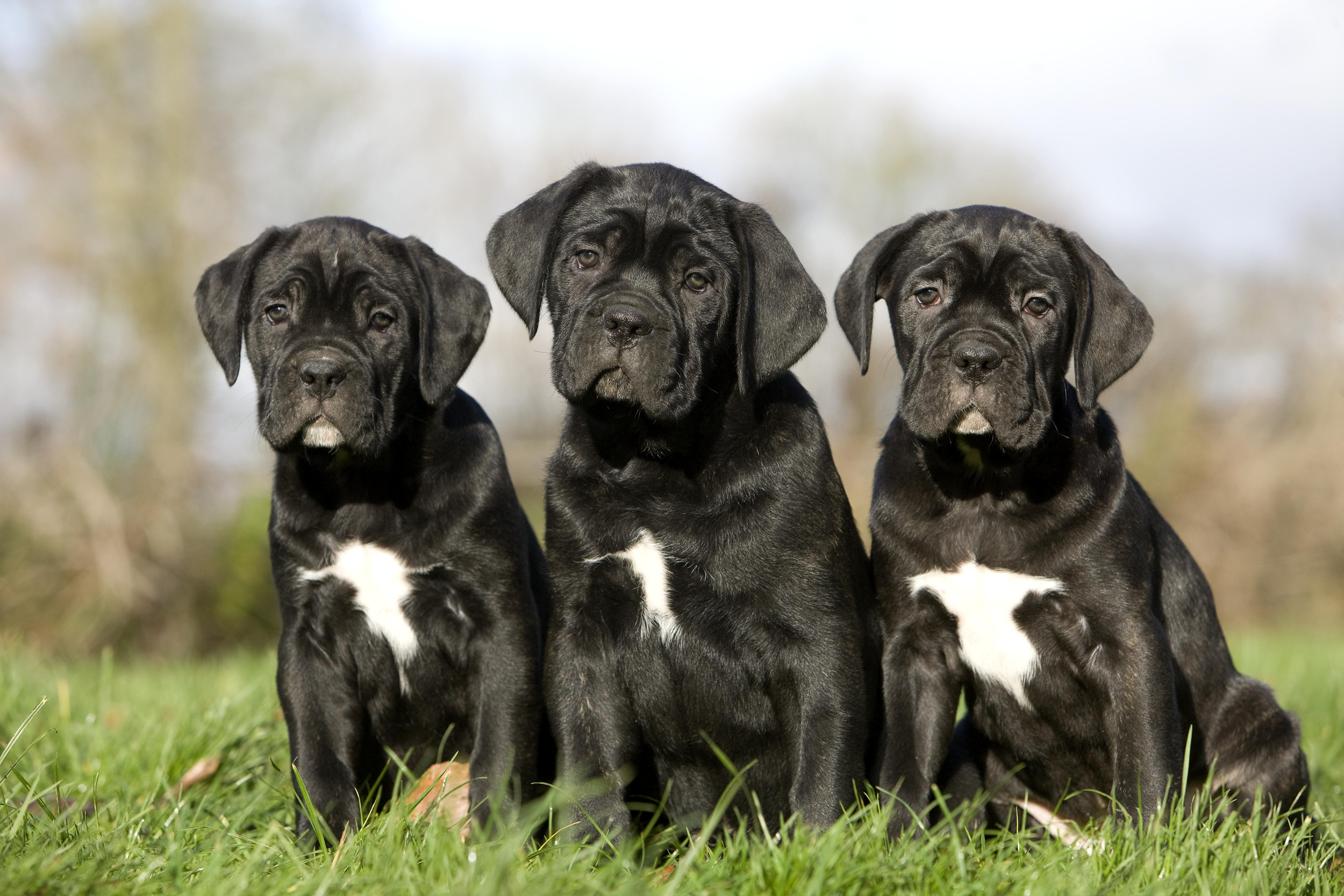 Cane Corso Puppies With Natural 'Floppy Ears' Delight Viewers