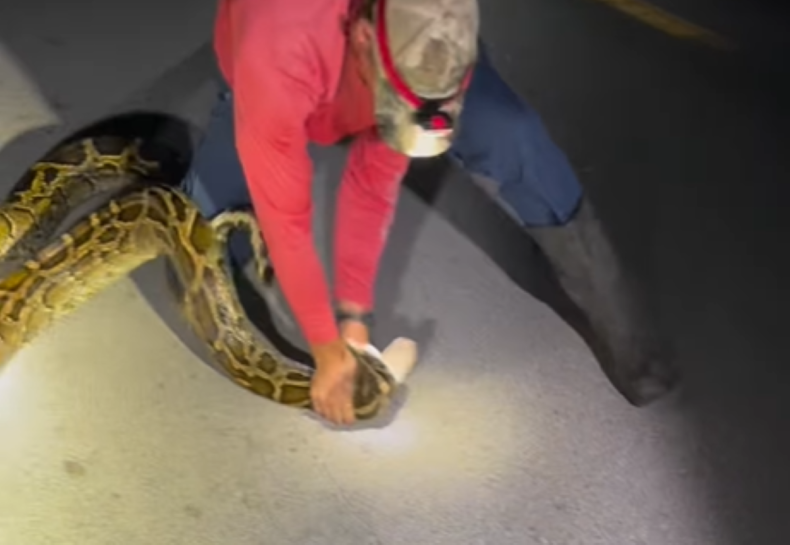 Watch Florida Student Wrestle 19ft Python As It Lunges and Coils Around Him