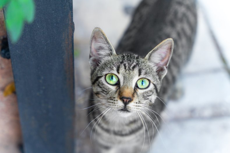 man temporarily adopting cat melts hearts