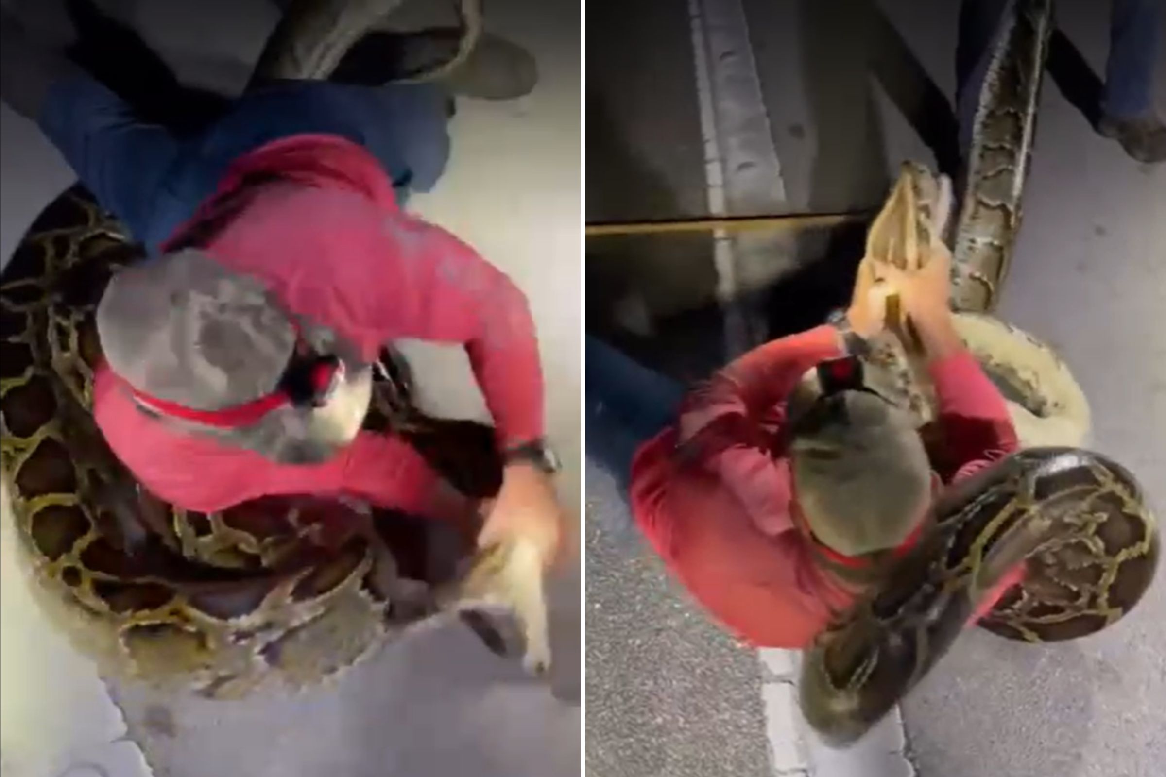 Watch Florida Student Wrestle 19ft Python As It Lunges and Coils Around Him Watch Florida Student Wrestle 19ft Python As It Lunges and Coils Around Him