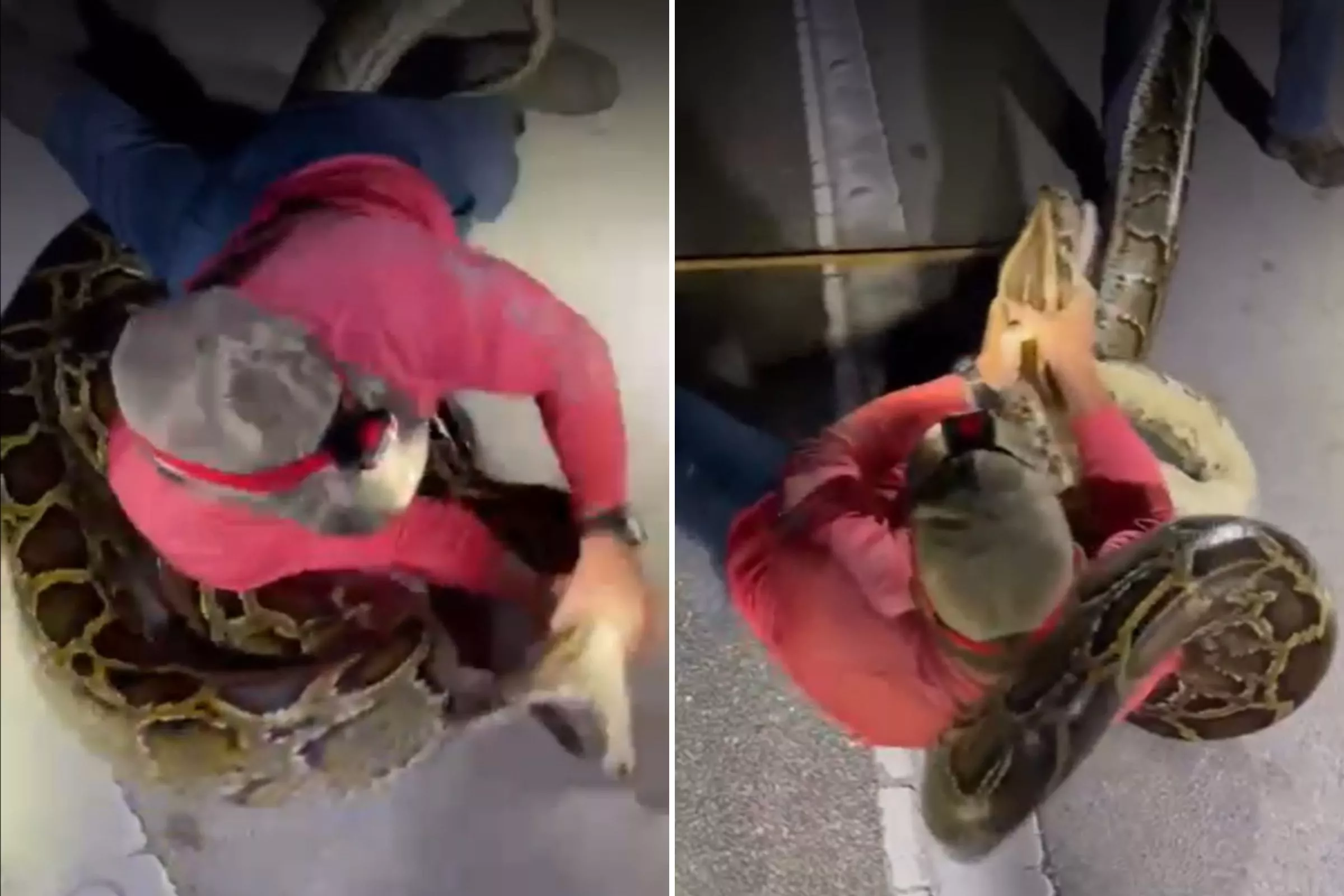 Watch Florida Student Wrestle 19ft Python As It Lunges and Coils Around Him - Vimarsana News