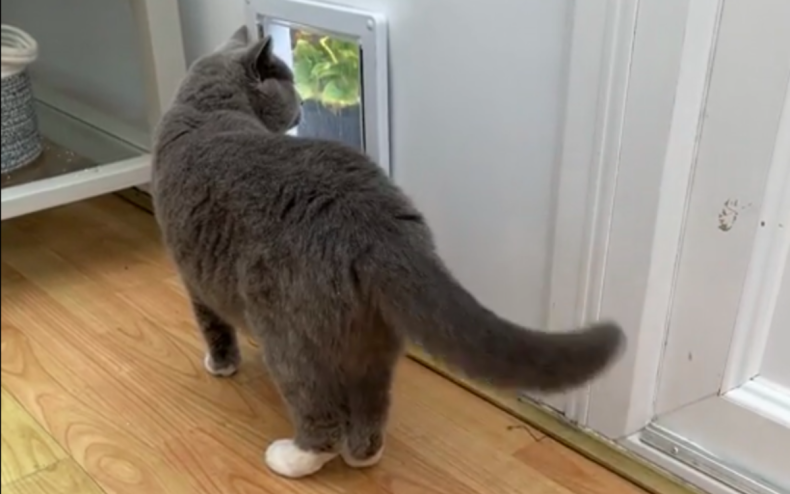 Billie the cat wags her tail.