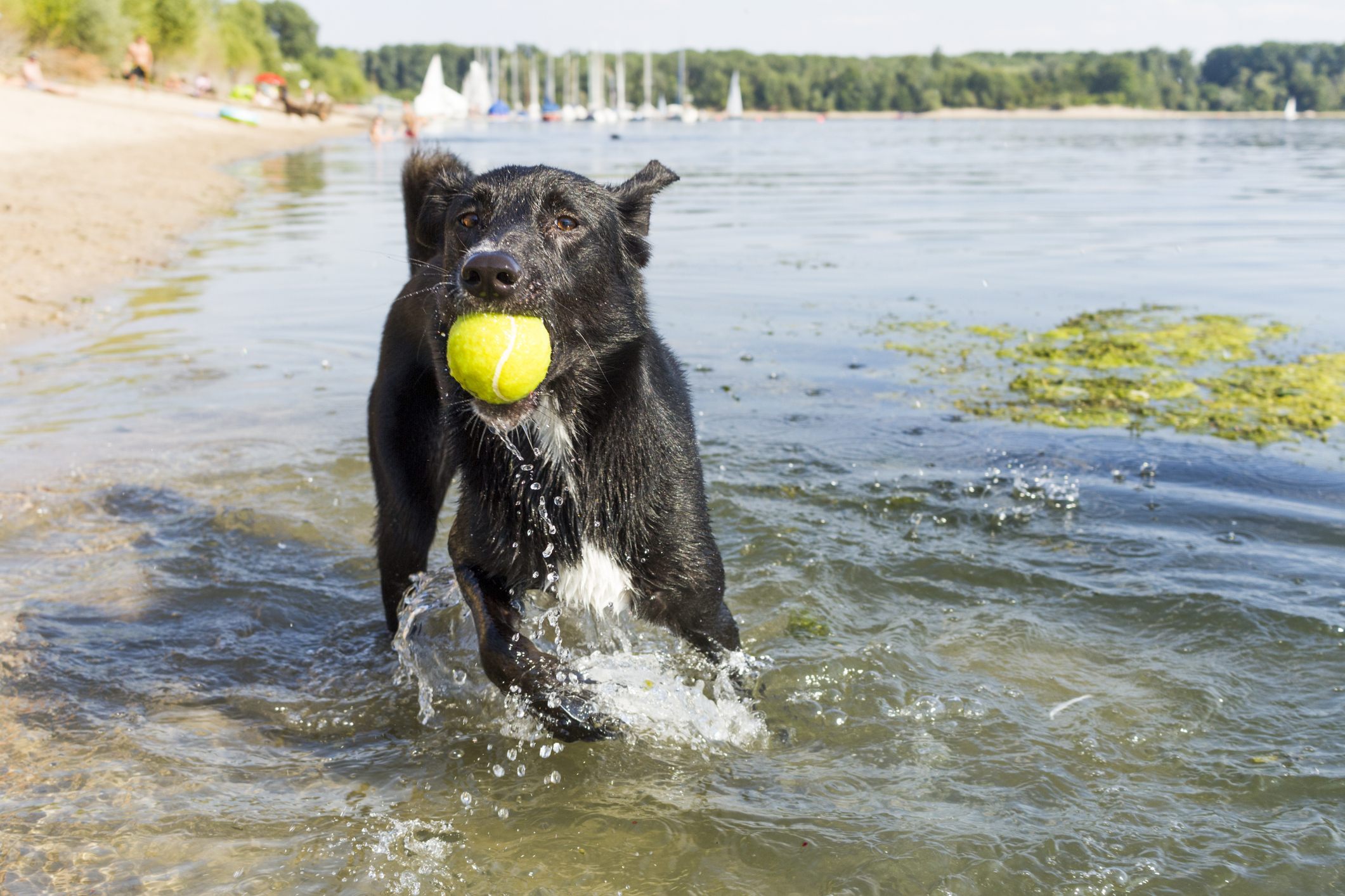 Dog drank hot sale lake water