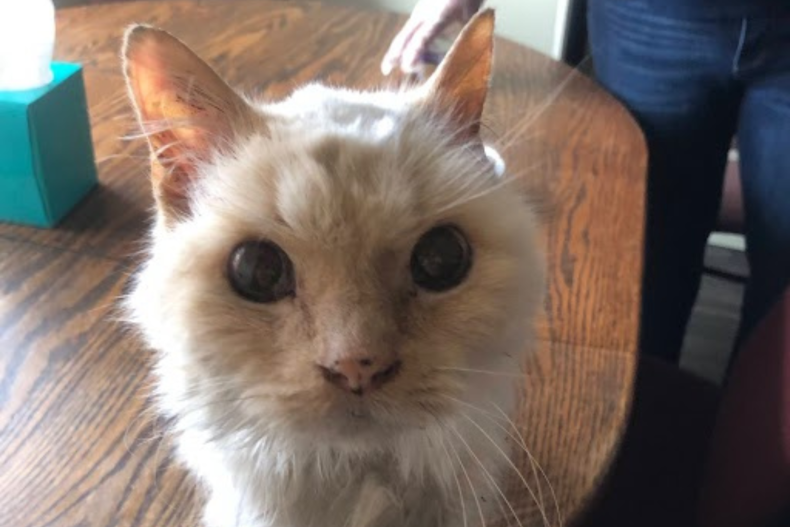 Eddie the cat
