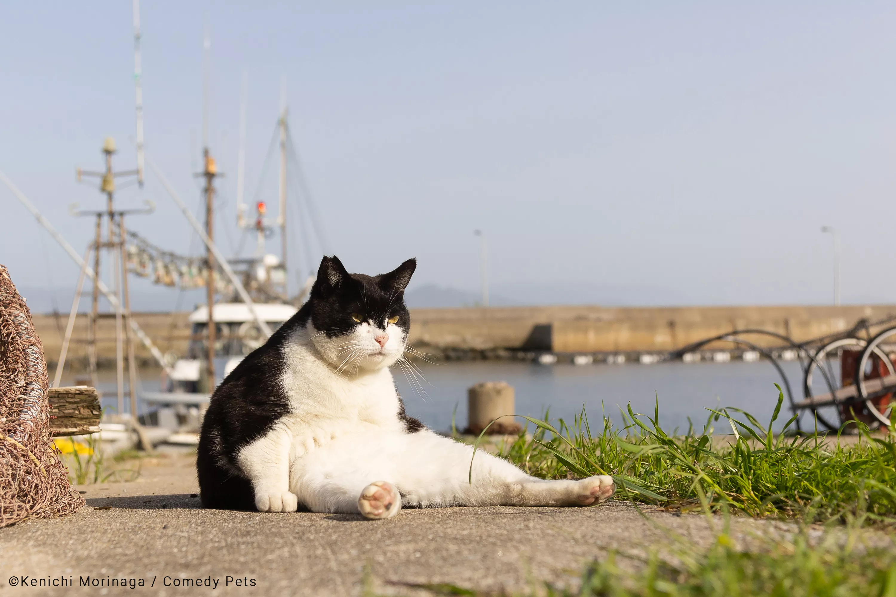 Try Not To Laugh at the Finalists in the 2023 Comedy Pet Photography Awards - Vimarsana News