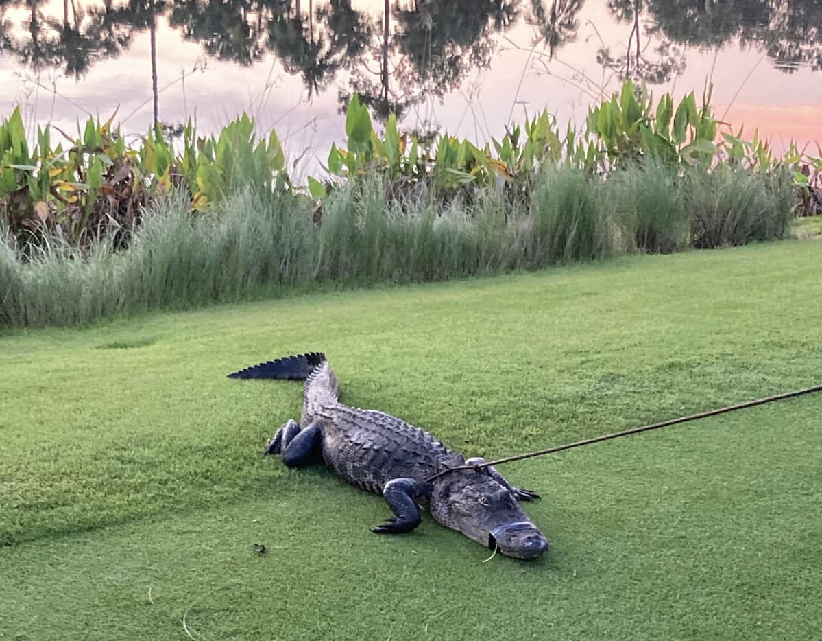 Nearly 7-Foot Alligator Attacks Florida Man, Bites Him on the Leg