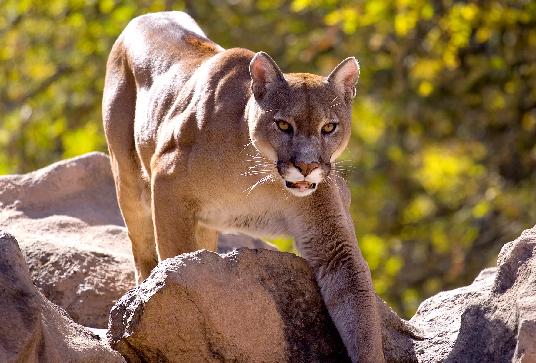 Cougar Sightings Put Beach and State Park on Lockdown - Vimarsana News