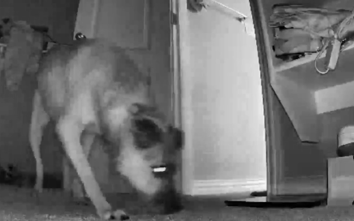 Pet Owner Shocked to Discover What Rescue Dog Does When Left Home Alone