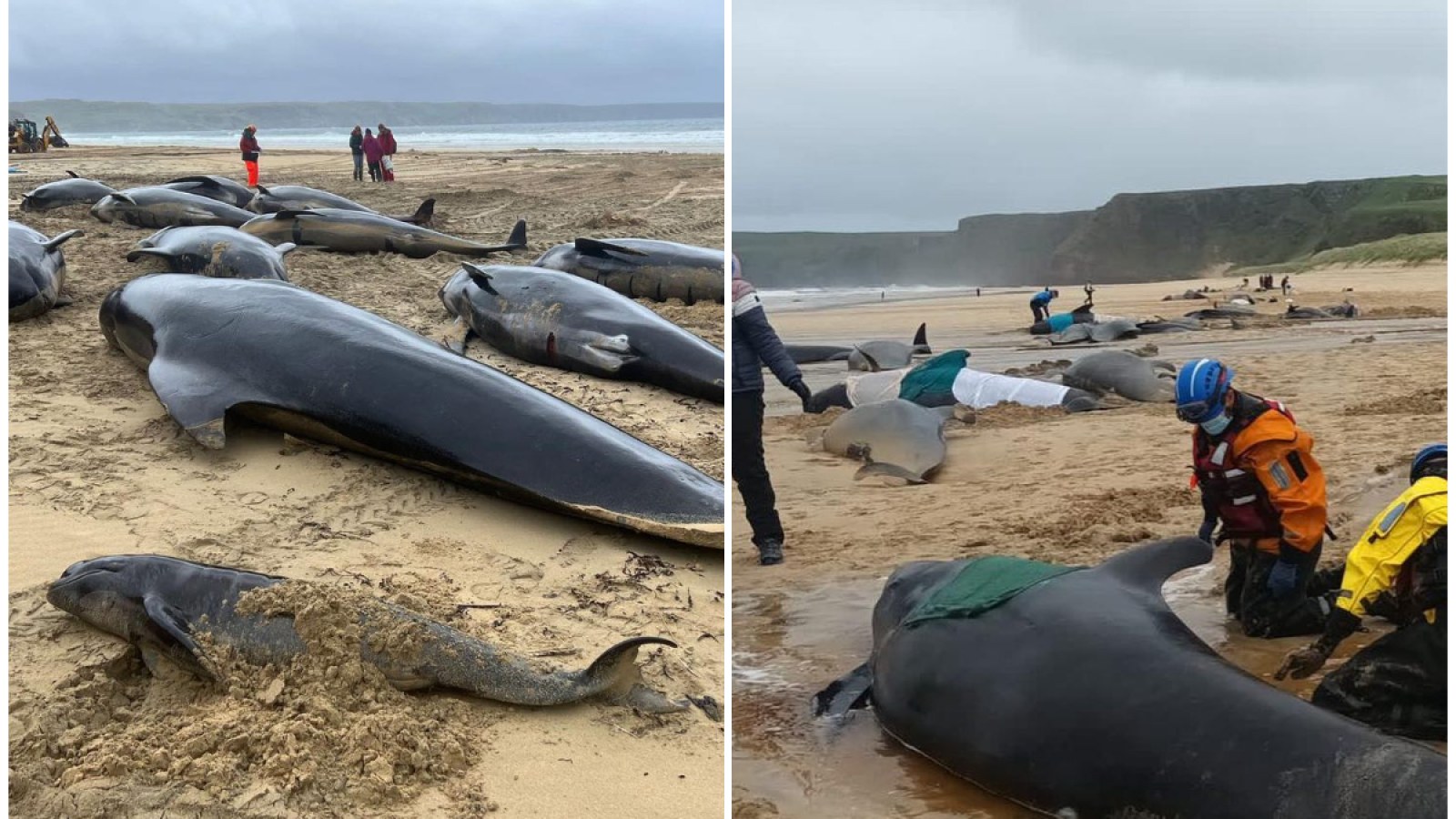 Pod of 55 pilot whales die after being stranded on a beach in Scotland