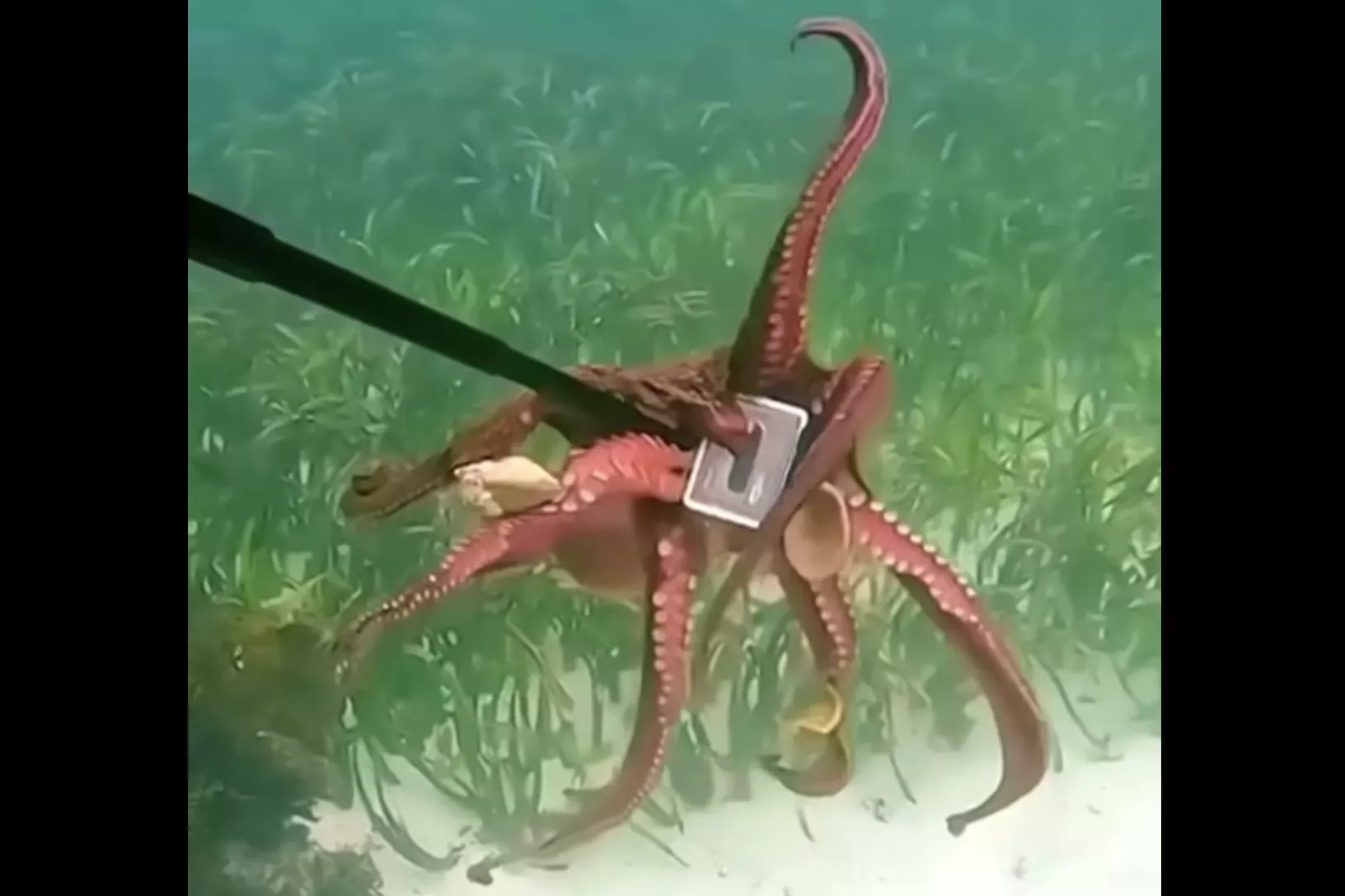 Watch Diver Fight Octopus for GoPro: 'Eight-Armed Robber' - Vimarsana News