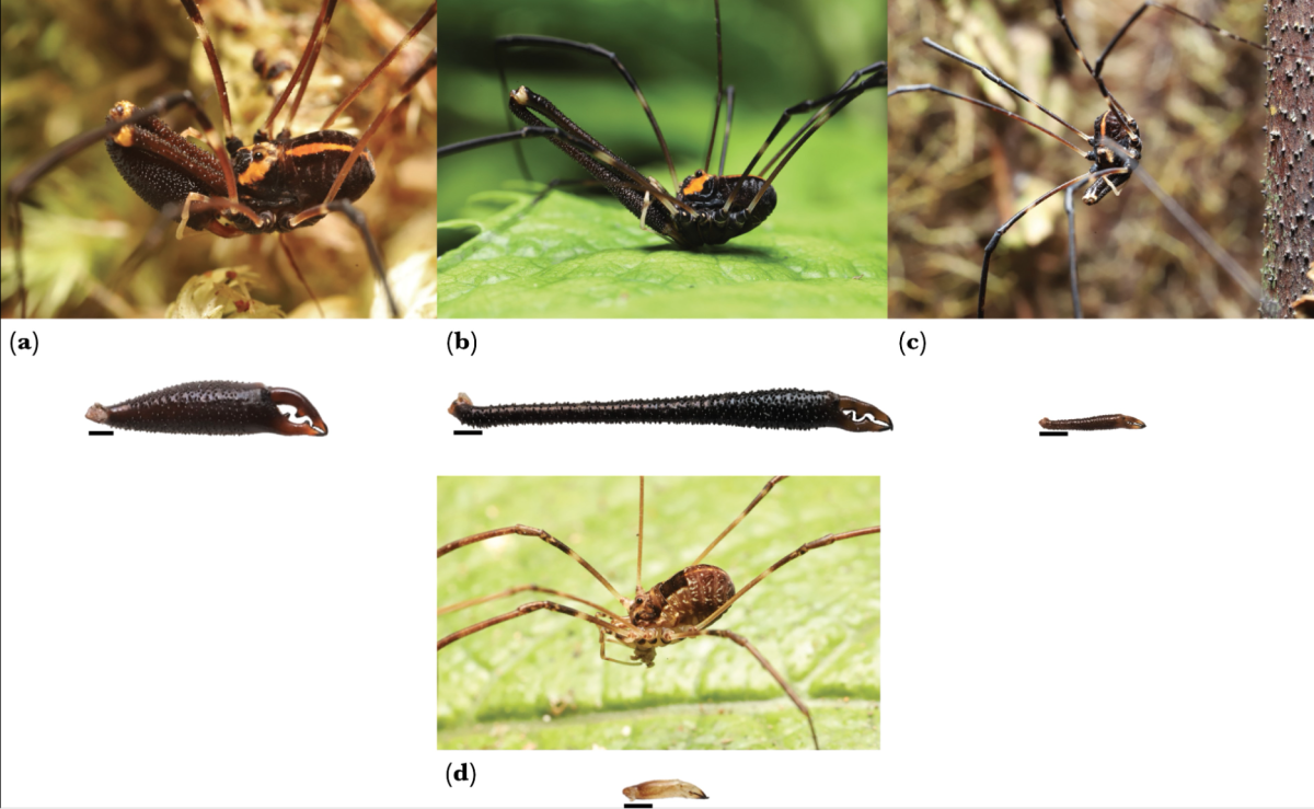 harvestmen trimorphism