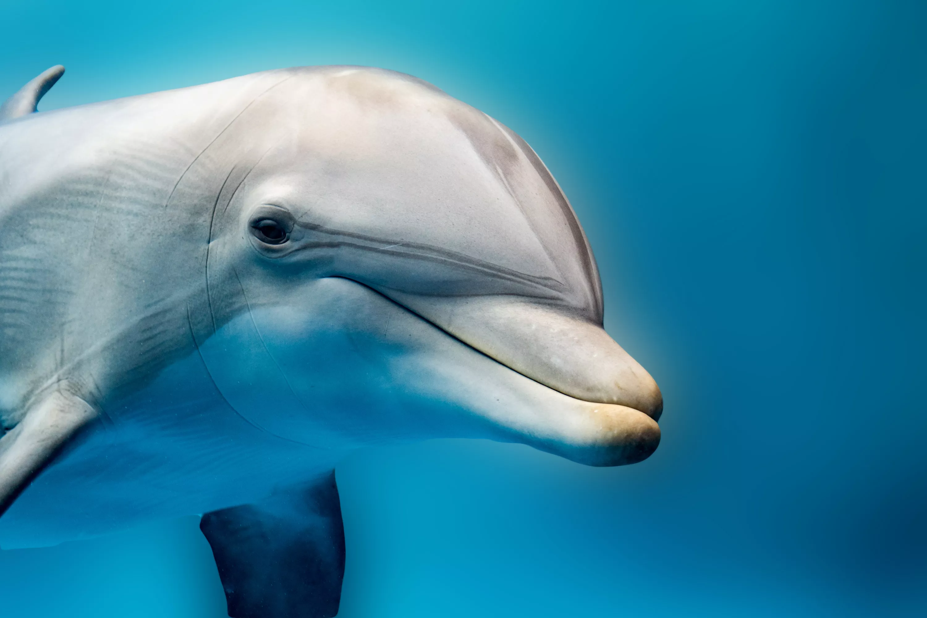 Swimmers Told to Avoid Dolphins After Spate of Attacks - Vimarsana News