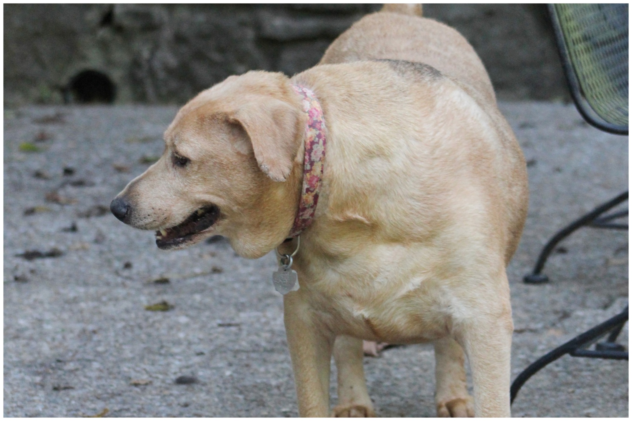 Grouchy Overweight Dog Who Struggled To Move Happy After Losing 30