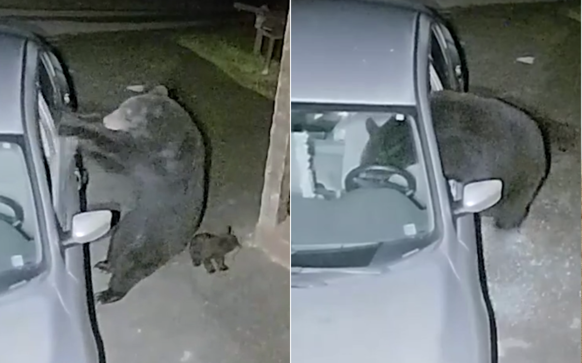 The Night A Bear Broke In: A Sevierville Man'S Chilling Account - h0e48yq