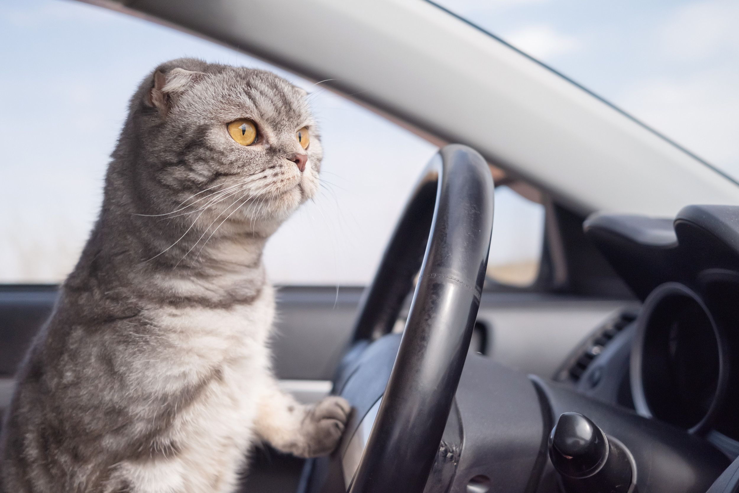 Angry Cat At Steering Wheel Shouting At Other Cars Goes Viral Road 