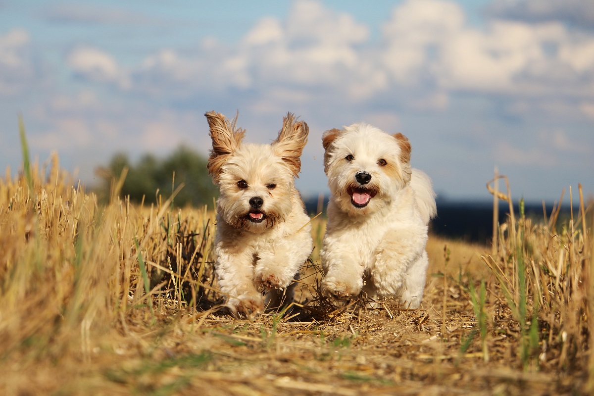 Havanese dog breed | HD wallpaper, 3840x2160, free picture, 4K, desktop  background, pet, animal