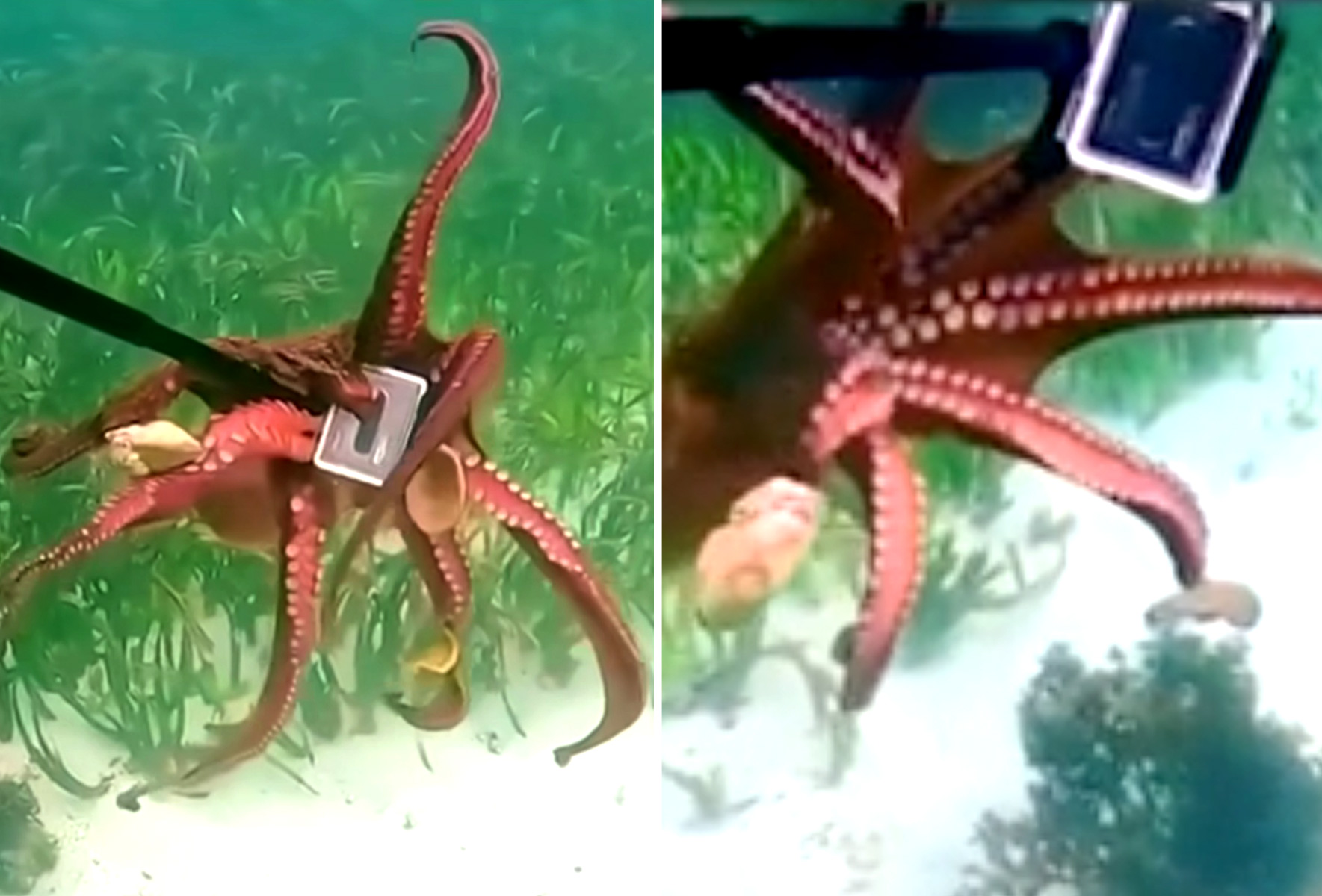 The diversity of nature': Rare 9-tentacled octopus found in