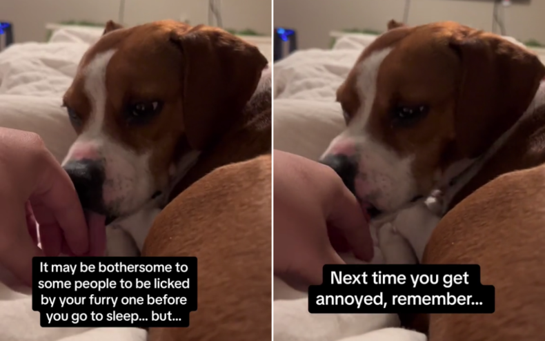 Winston the Beagle licks his owner's hand.