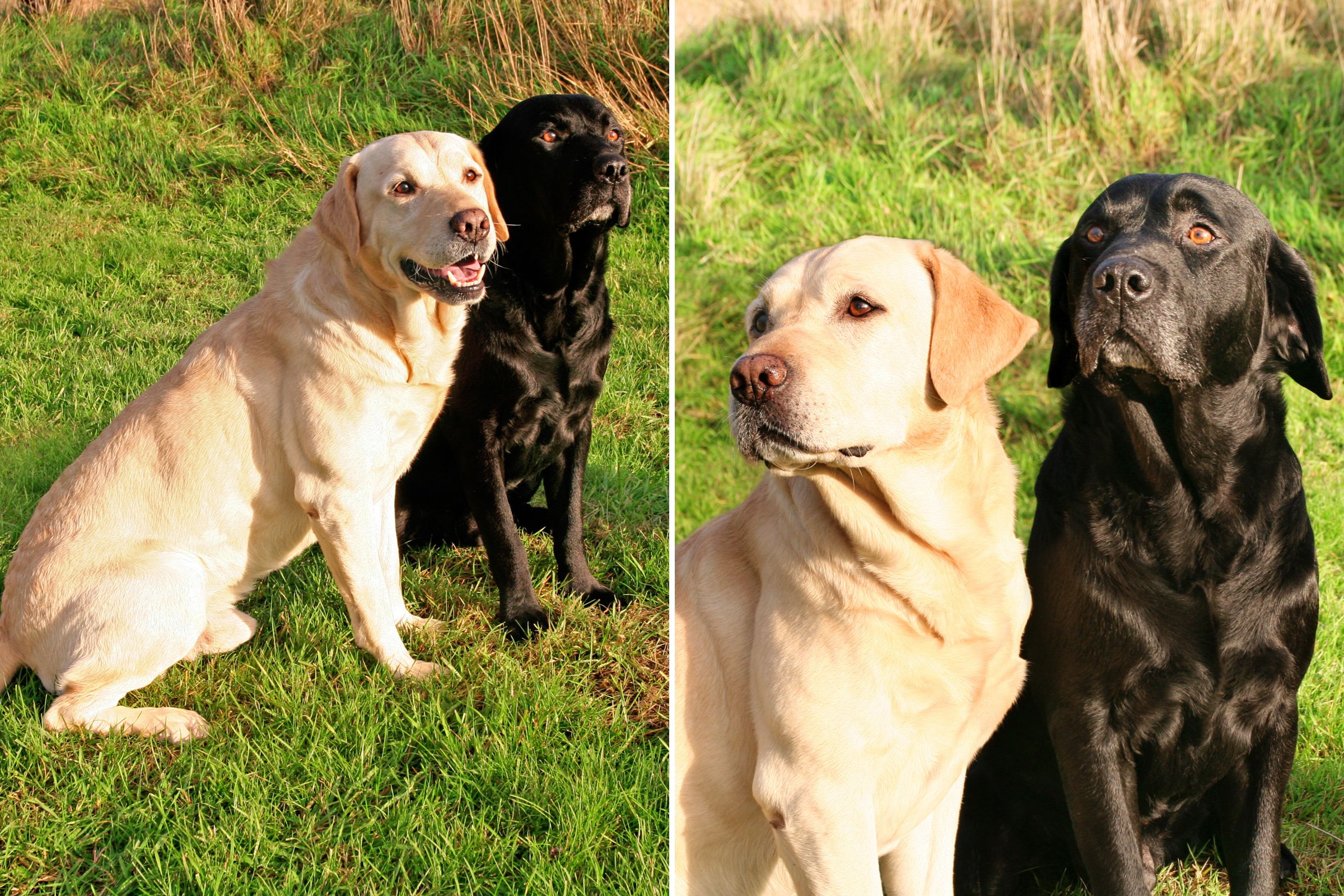 Senior labradors sale for adoption