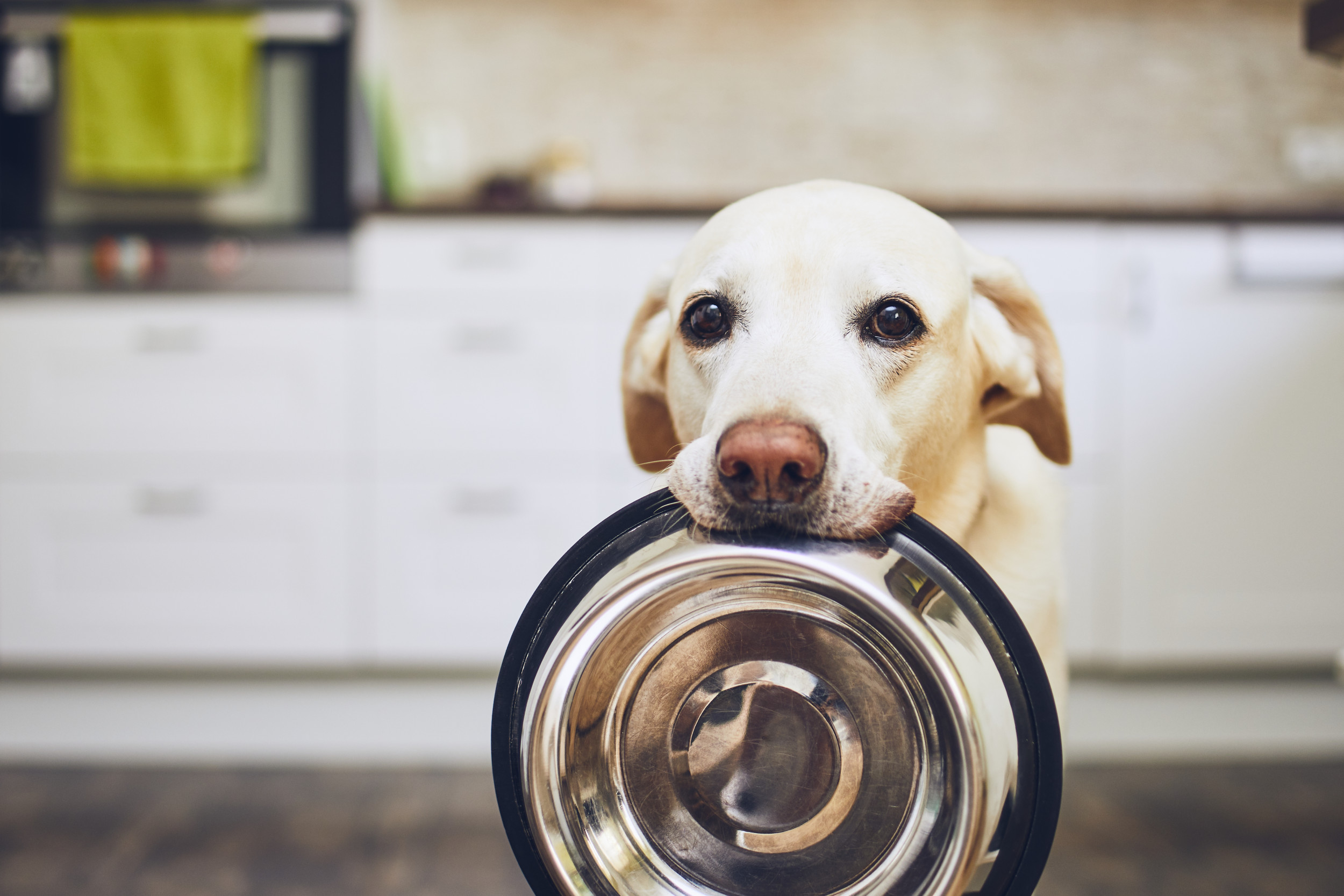 22 people foods you shouldn't give your dog