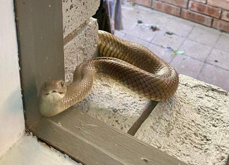 Eastern brown snake at window