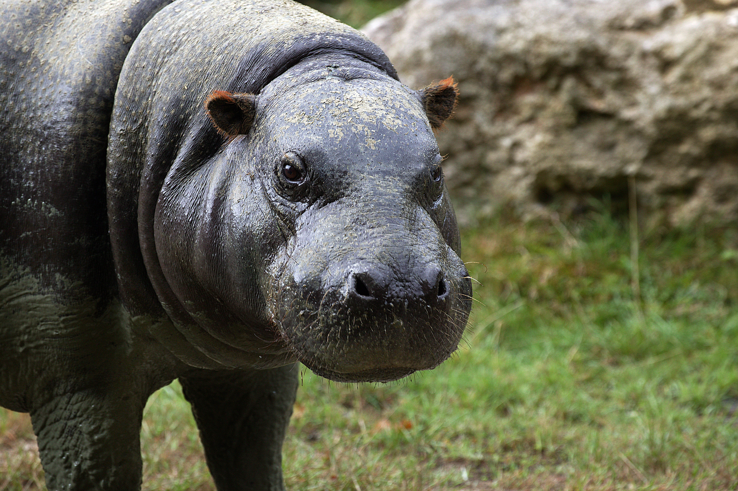 Archaeologists Make 'Significant Discovery' of Ancient Pygmy Hippo Fossils