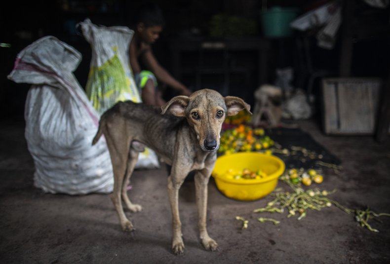 Emaciated Dog Prompts Arrest