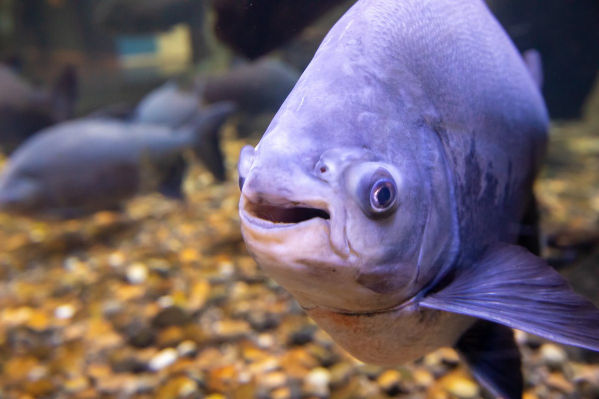 pacu fish