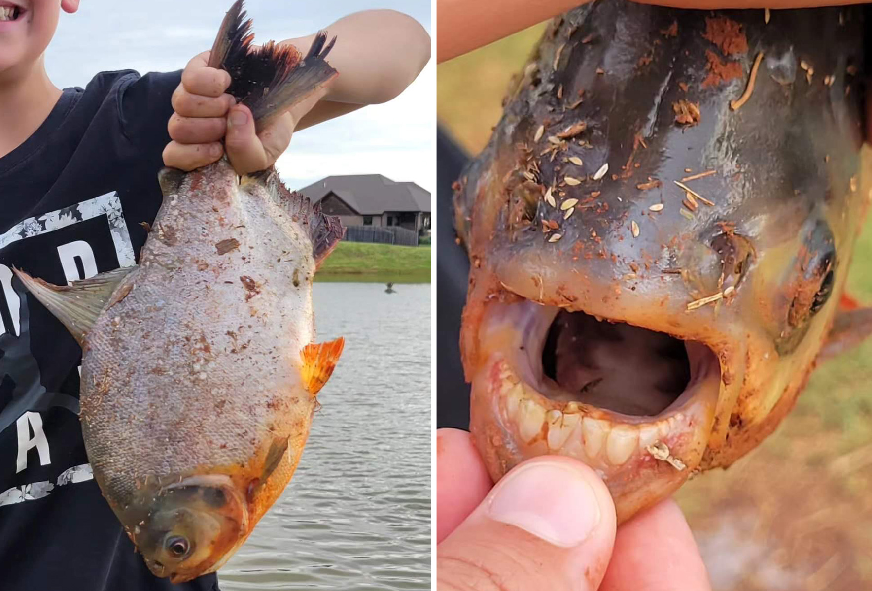 Pacu: Boy catches fish with 'human-like teeth' in an Oklahoma pond : NPR