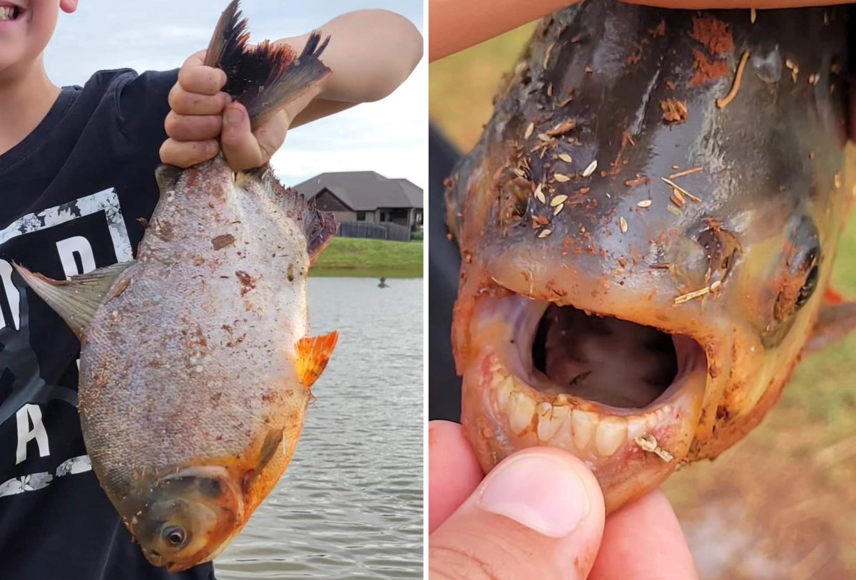 Boy Catches Piranha Fish, Oklahoma 