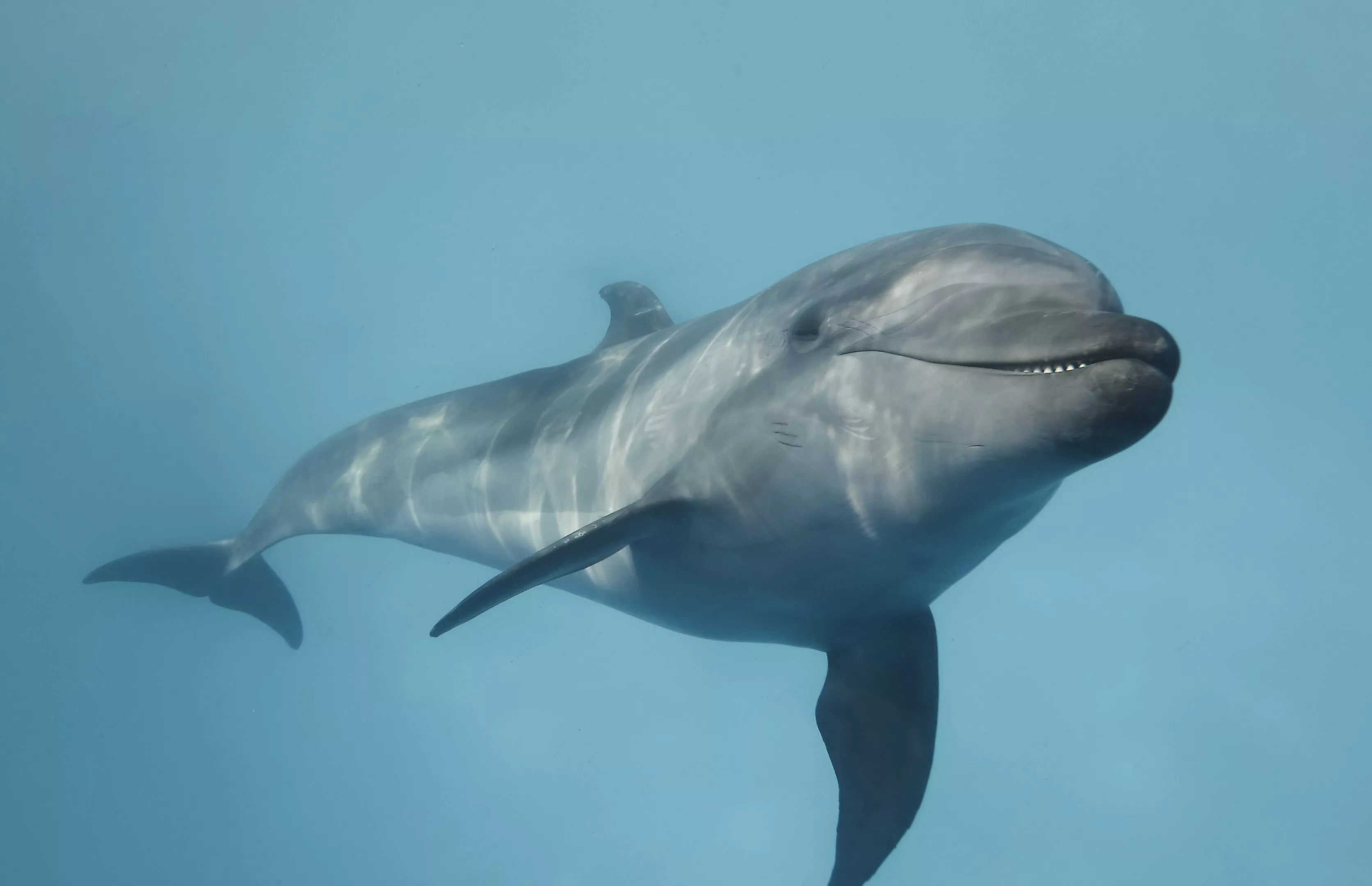 'They Are Justifiably Angry': Do Dolphins and Orcas Want Revenge? - Vimarsana News