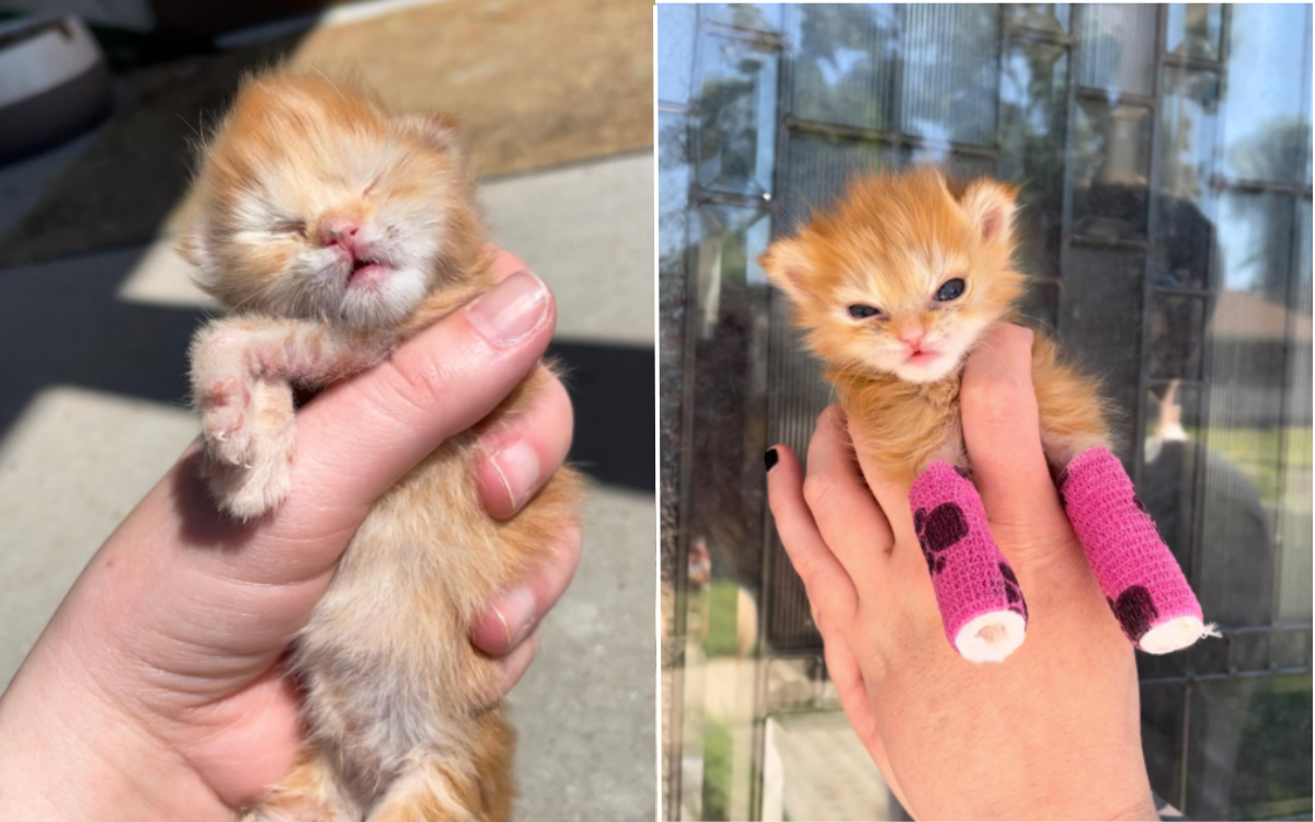 Brave Stray Kitten Born With Four Malformed Limbs Is 'Tiny Inspiration