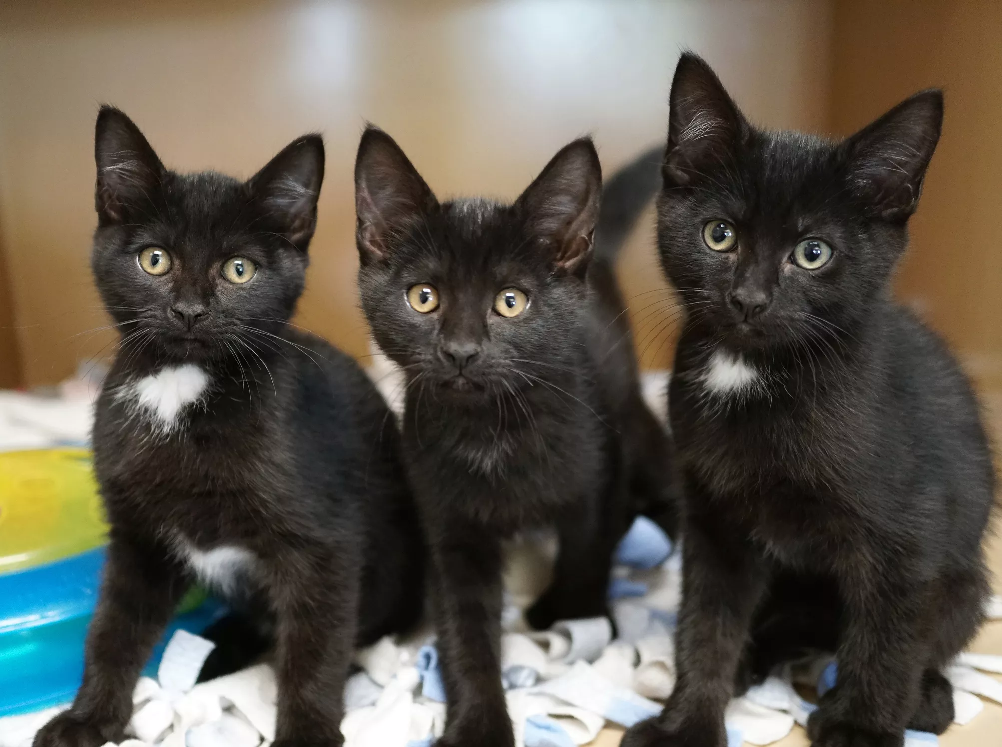 Expert Reveals Reason for Mother Cat's 'Heartbreaking' Rejection of Kittens - Vimarsana News