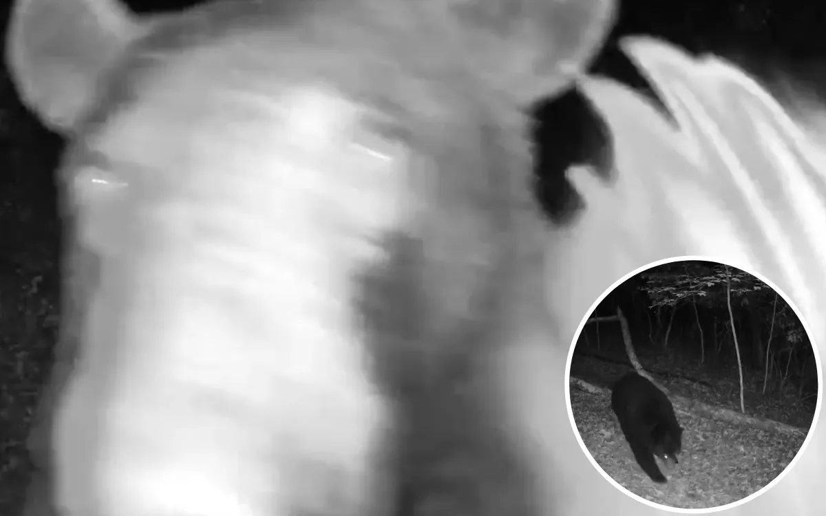 Bear Tries to Devour Security Camera in Horrifying Footage - Vimarsana News