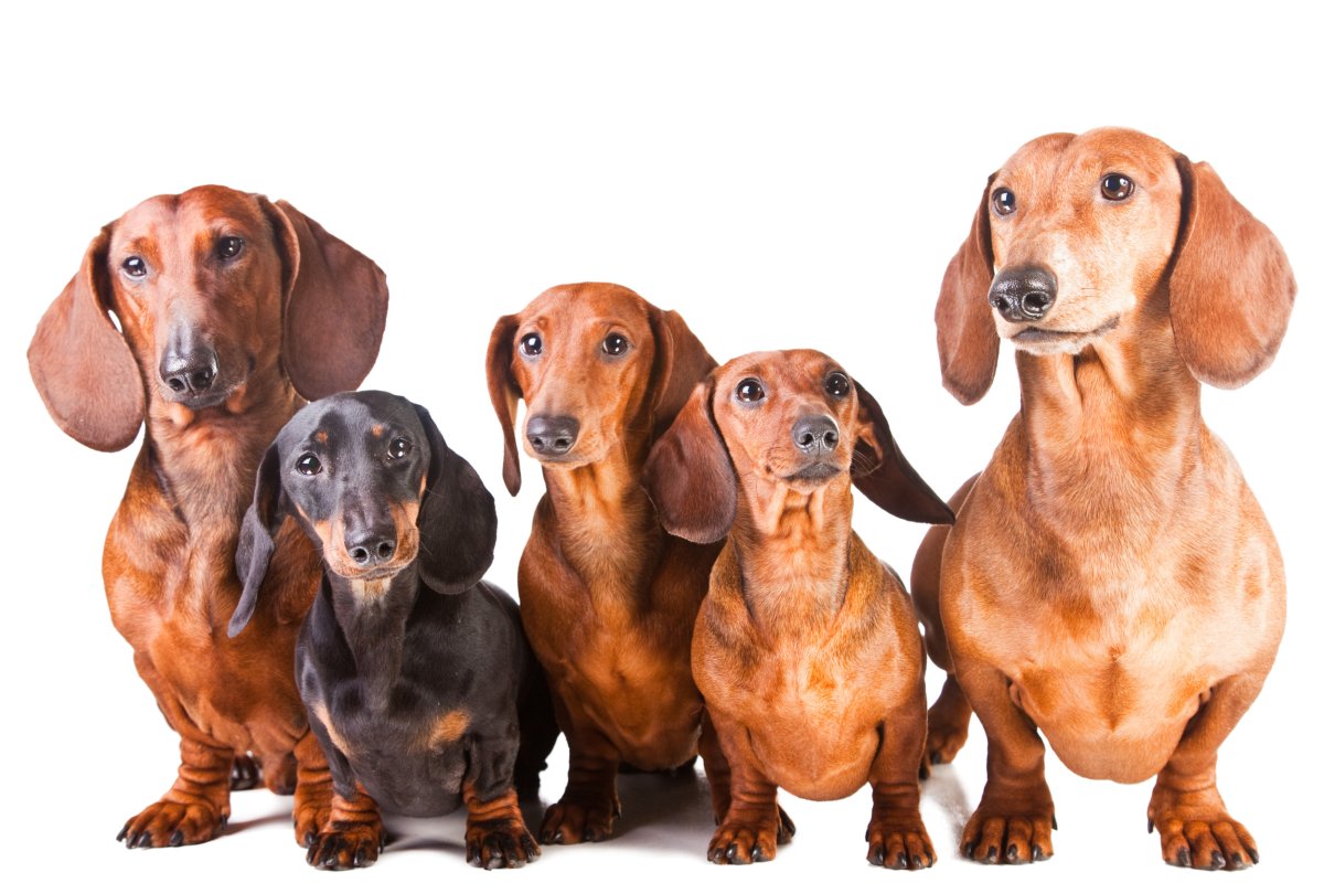 Group of dachshunds. 