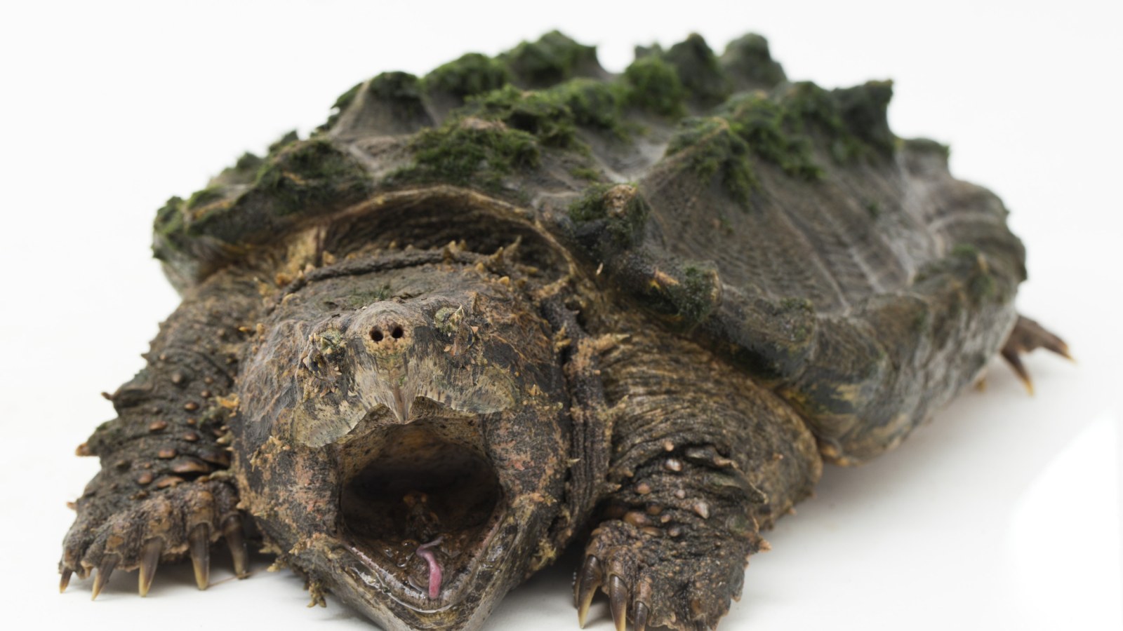 Alligator Snapping Turtle In Wisconsin