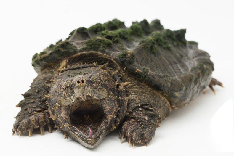 Alligator snapping turtle mouth open 