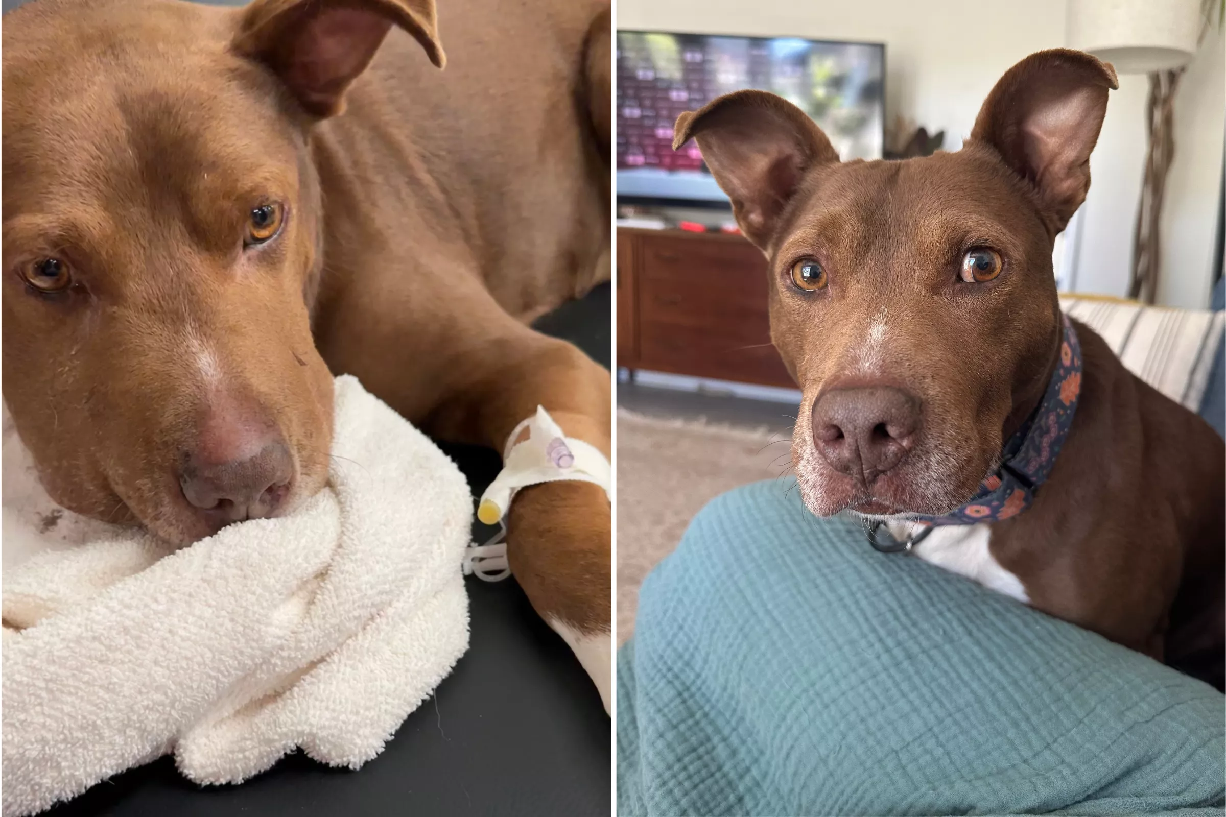 Rescue Dog Kills Venomous Snake on His Doorstep to Save Foster Family - Vimarsana News