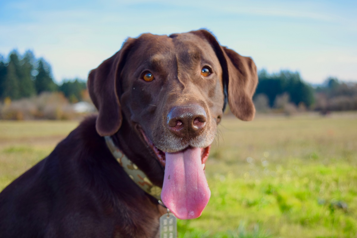 Chocolate lab clearance collar