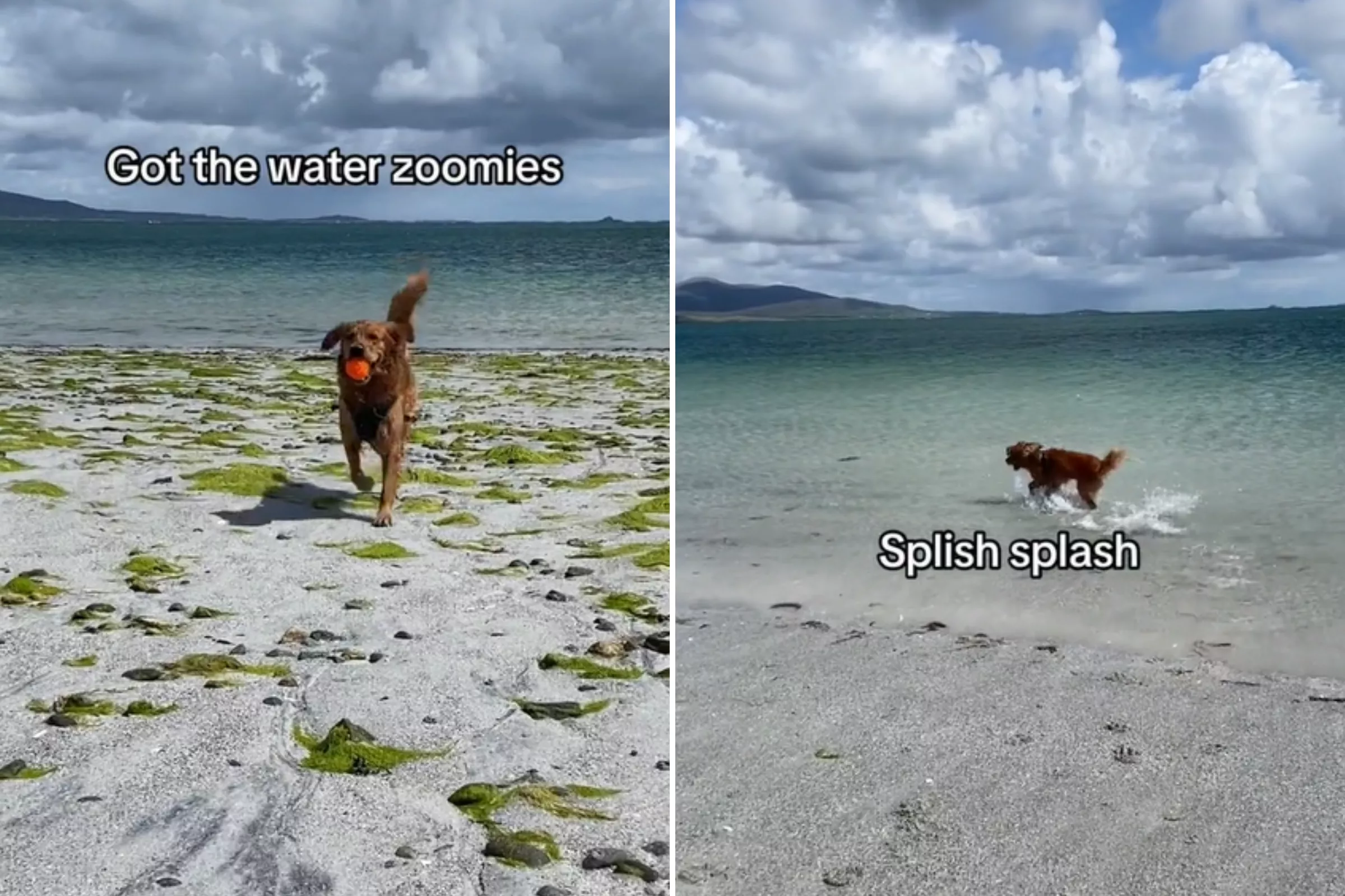 Golden Retriever's Response to Being on Vacation Goes Viral: 'Very Excited' - Vimarsana News
