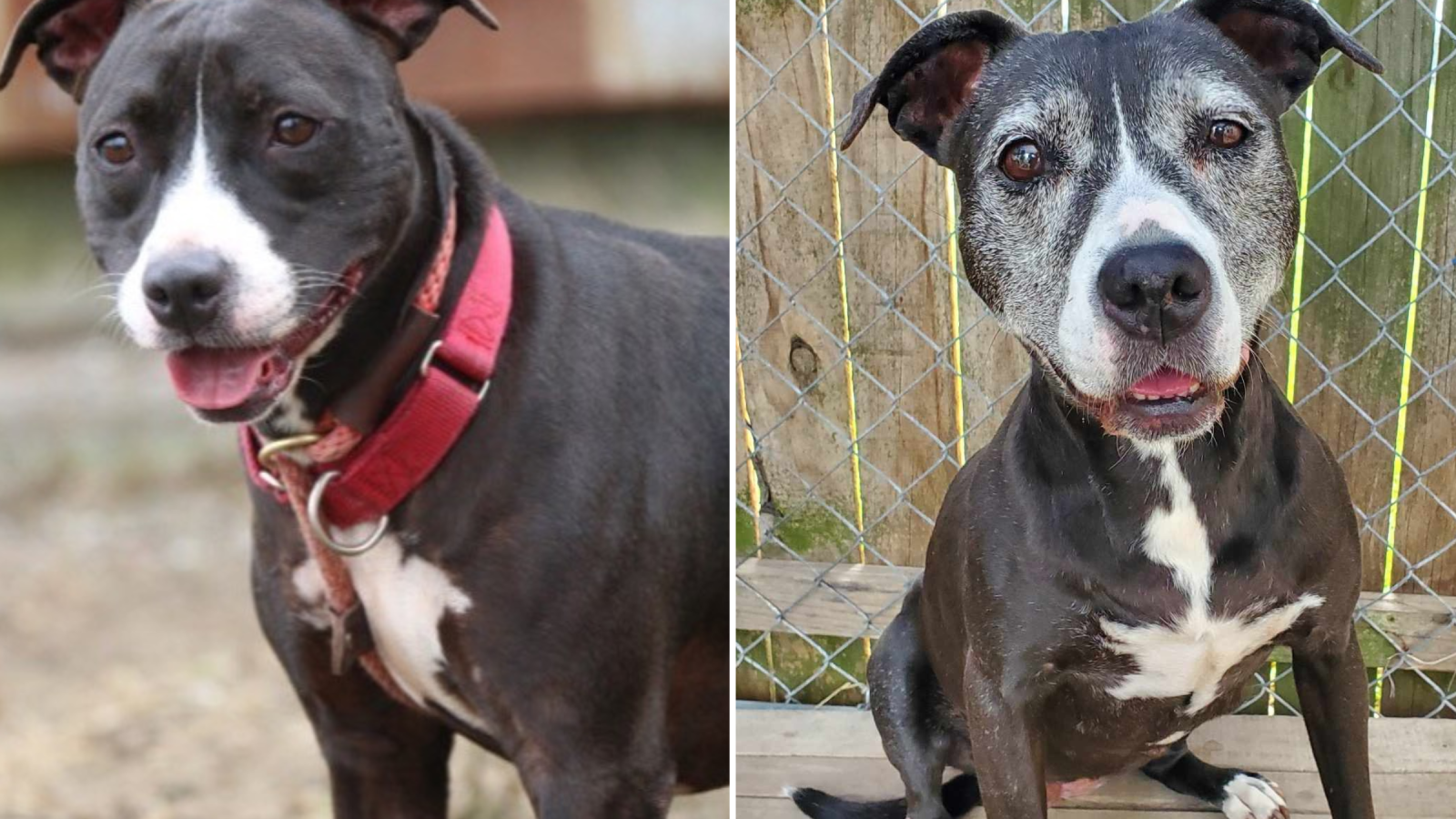 Clearance pit bull rescue central florida Clearance