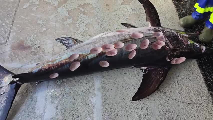 Cookie Cutter Shark Wound