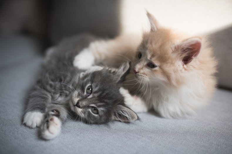 Two cats cuddle close to each other