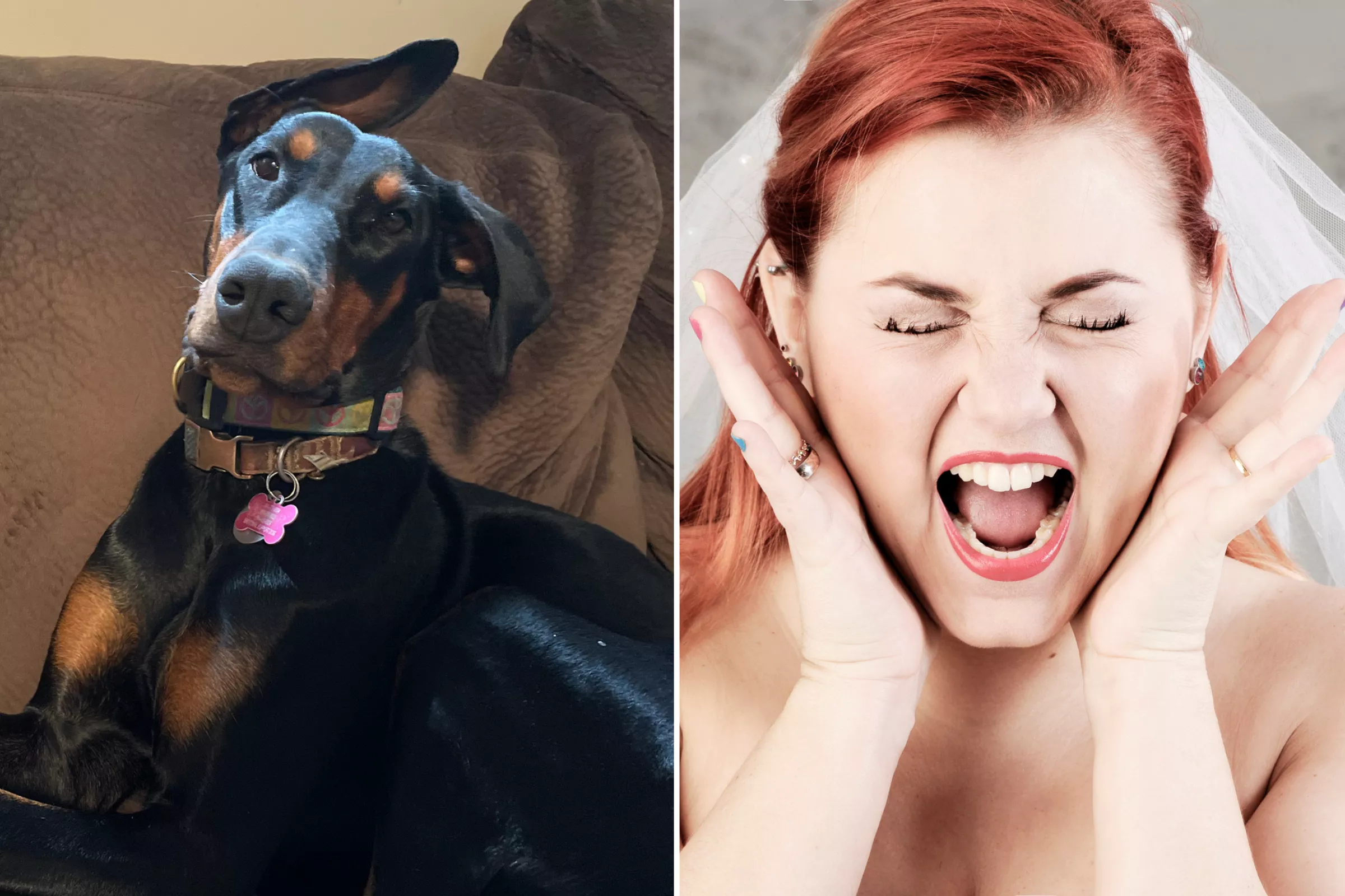 Woman Who 'Ruined' Wedding by Bringing Doberman Cheered - Vimarsana News