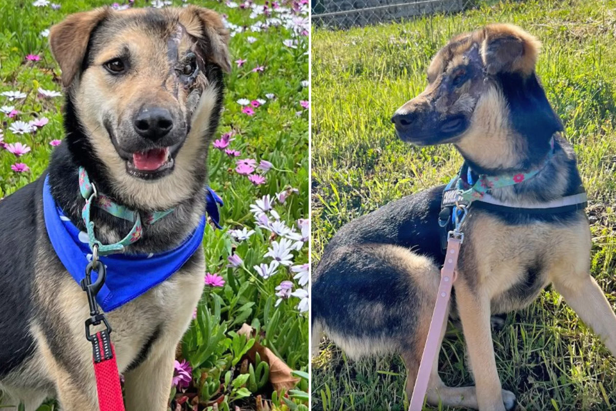 'Sweet and Loving' Dog Injured in Acid Attack Searching for Forever Home - Vimarsana News