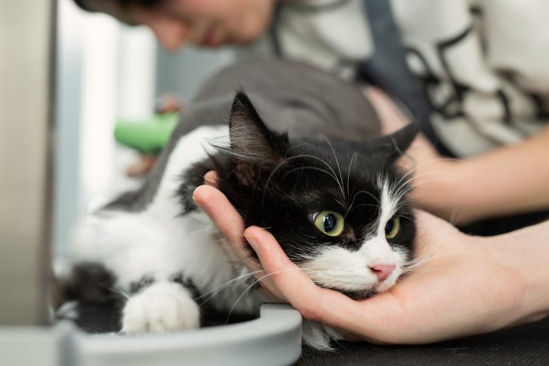cat's antics at the vet go viral